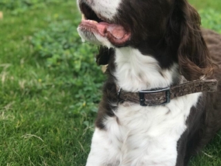 dog
