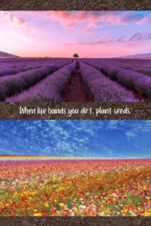 Beautiful pictures of fields of flowers with quote